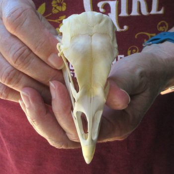 A-Grade Turkey Skull 4-1/2 inches long