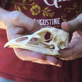 A-Grade Turkey Skull 4-1/2 inches long