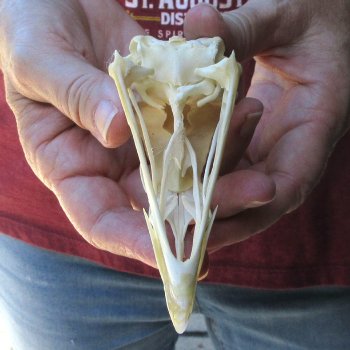 A-Grade Turkey Skull 4-1/2 inches long