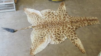 Authentic African Giraffe Hide Rug - Hand-Selected Statement Piece - $2200 (Adult Signature Required)