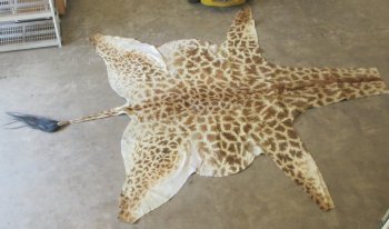 Authentic African Giraffe Hide Rug - Hand-Selected Statement Piece - $2200 (Adult Signature Required)