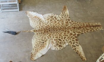 Authentic African Giraffe Hide Rug - Hand-Selected Statement Piece - $2200 (Adult Signature Required)