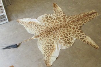 Authentic African Giraffe Hide Rug - Hand-Selected Statement Piece - $2200 (Adult Signature Required)
