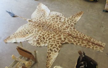 Authentic African Giraffe Hide Rug - Hand-Selected Statement Piece - $2200 (Adult Signature Required)