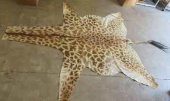 Authentic African Giraffe Hide Rug - Hand-Selected Statement Piece - $2200 (Adult Signature Required)