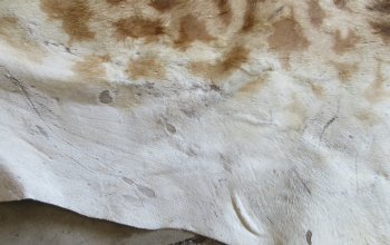 Authentic African Giraffe Hide Rug - Hand-Selected Statement Piece - $2200 (Adult Signature Required)