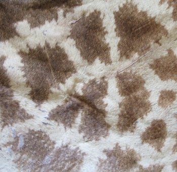 Authentic African Giraffe Hide Rug - Hand-Selected Statement Piece - $2200 (Adult Signature Required)