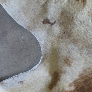 Authentic African Giraffe Hide Rug - Hand-Selected Statement Piece - $2200 (Adult Signature Required)