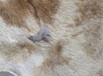 Authentic African Giraffe Hide Rug - Hand-Selected Statement Piece - $2200 (Adult Signature Required)