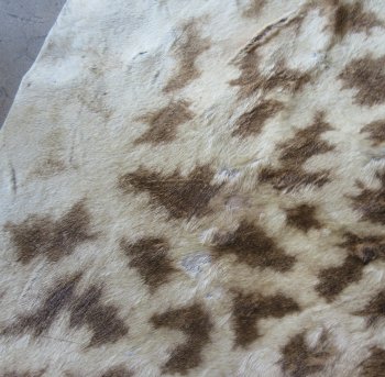 Authentic African Giraffe Hide Rug - Hand-Selected Statement Piece - $2200 (Adult Signature Required)