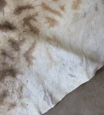 Authentic African Giraffe Hide Rug - Hand-Selected Statement Piece - $2200 (Adult Signature Required)