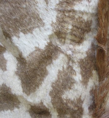 Authentic African Giraffe Hide Rug - Hand-Selected Statement Piece - $2200 (Adult Signature Required)