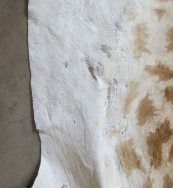 Authentic African Giraffe Hide Rug - Hand-Selected Statement Piece - $2200 (Adult Signature Required)