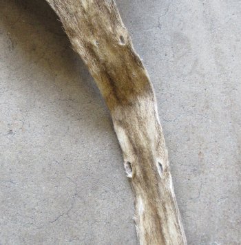 Authentic African Giraffe Hide Rug - Hand-Selected Statement Piece - $2200 (Adult Signature Required)
