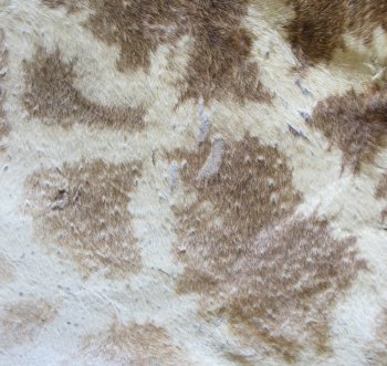 Authentic African Giraffe Hide Rug - Hand-Selected Statement Piece - $2200 (Adult Signature Required)