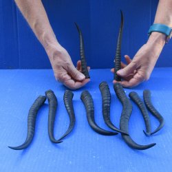 Ten piece 7" to 10-1/4" African Female Springbok Horns 
