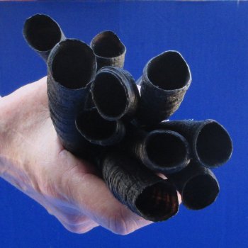 Ten piece 7" to 10-1/4" African Female Springbok Horns 