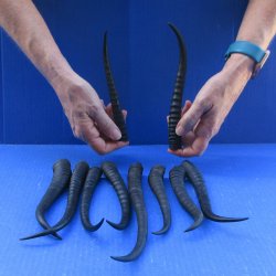 Ten piece 7" to 11" African Female Springbok Horns 