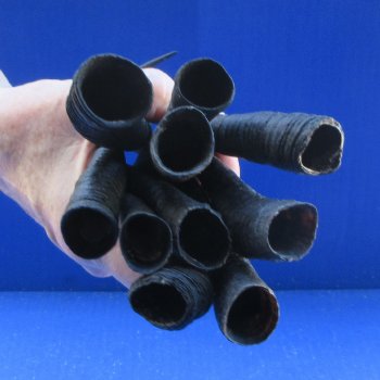 Ten piece 7" to 11" African Female Springbok Horns 