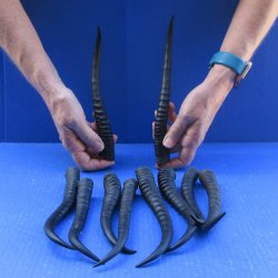 Ten piece 7" to 10" African Female Springbok Horns 