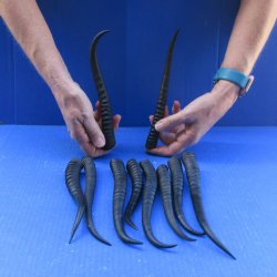 Ten piece 7-1/2" to 9" African Female Springbok Horns 