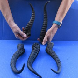 Five piece 10-1/2 to 12-1/2 Inch Male Springbok Horns