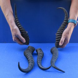 Five piece 10-1/2 to 13-1/2 Inch Male Springbok Horns