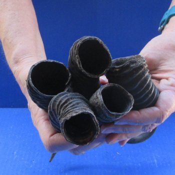 Five piece 10-1/2 to 13-1/2 Inch Male Springbok Horns