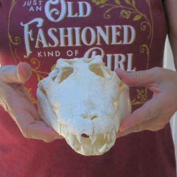 12 inches Authentic Nile Crocodile Skull (Cites #P000044854)