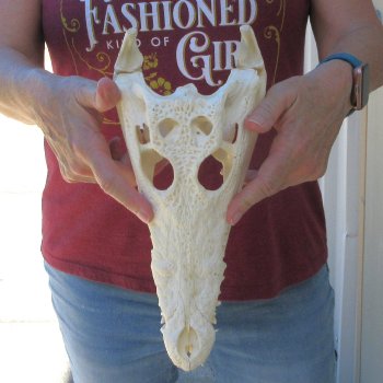 12 inches Authentic Nile Crocodile Skull (Cites #P000044854)