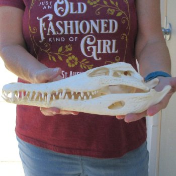 12 inches Authentic Nile Crocodile Skull (Cites #P000044854)