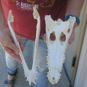 12 inches Authentic Nile Crocodile Skull (Cites #P000044854)