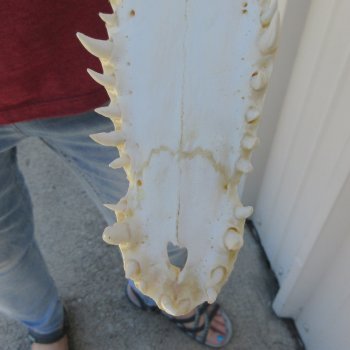 12 inches Authentic Nile Crocodile Skull (Cites #P000044854)