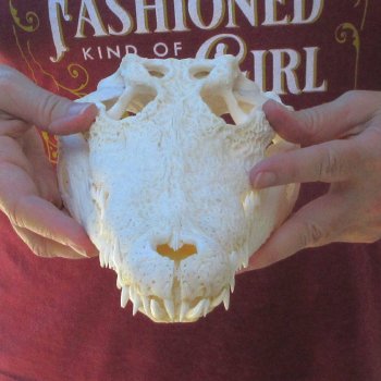 12-1/2" B-Grade Nile Crocodile Skull (Cites #P000044854)