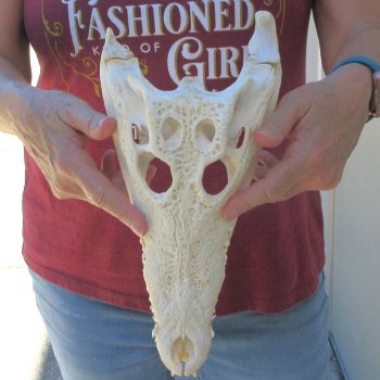 12-1/2" B-Grade Nile Crocodile Skull (Cites #P000044854)