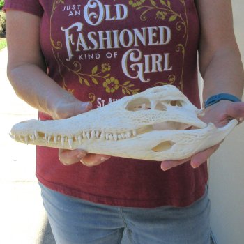 12-1/2" B-Grade Nile Crocodile Skull (Cites #P000044854)