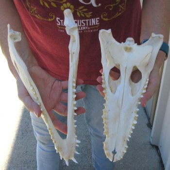 12-1/2" B-Grade Nile Crocodile Skull (Cites #P000044854)
