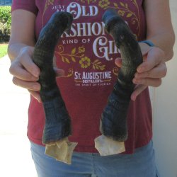 Matching Pair of 17...