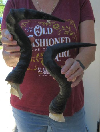 Matching Pair of 17" Red Hartebeest Horns with bone core 