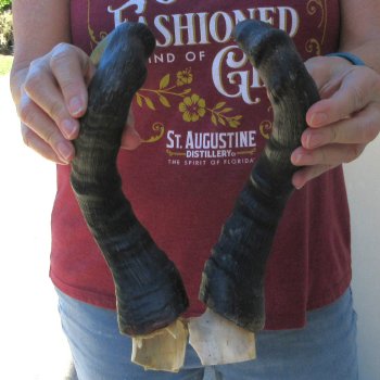 Matching Pair of 17" Red Hartebeest Horns with bone core 