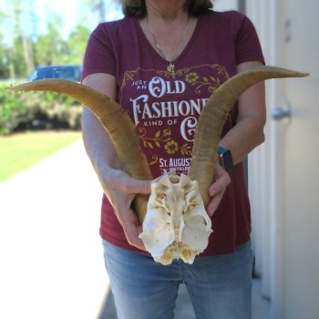 Goat Skull Plate with 16" Horns 