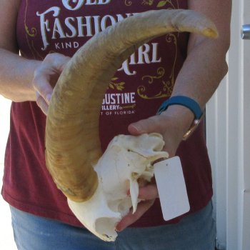 Goat Skull Plate with 16" Horns 