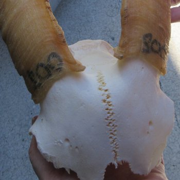 Goat Skull Plate with 16" Horns 