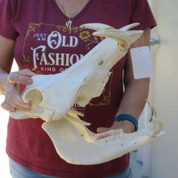 B-Grade 14" African Warthog Skull with 7" Ivory Tusks 