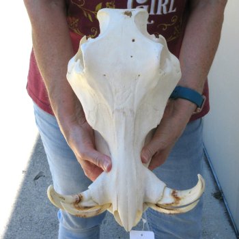 B-Grade 14" African Warthog Skull with 7" Ivory Tusks 