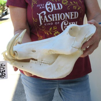 B-Grade 14" African Warthog Skull with 7" Ivory Tusks 