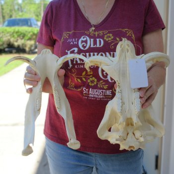 B-Grade 14" African Warthog Skull with 7" Ivory Tusks 