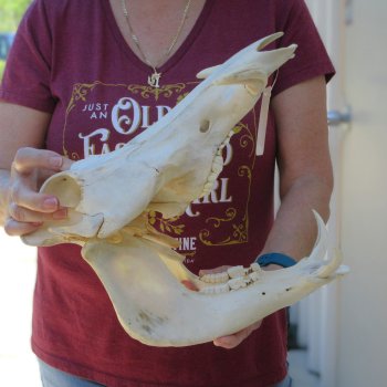 B-Grade 13" African Warthog Skull with 6" Ivory Tusks 