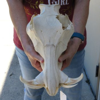 B-Grade 13" African Warthog Skull with 6" Ivory Tusks 