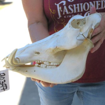 B-Grade 13" African Warthog Skull with 6" Ivory Tusks 